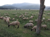 Sheep Pasturage